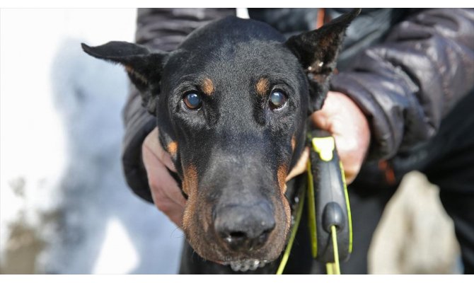 Kahramanmaraş'ta 20 günde 79 köpek toplandı