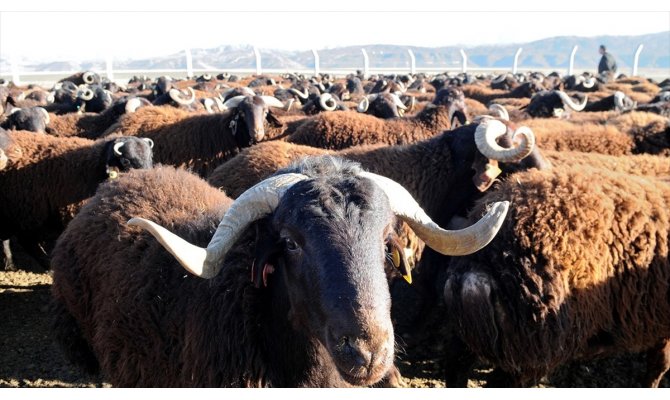 Küçükbaş hayvancılığa yerli ve milli teknolojik destek