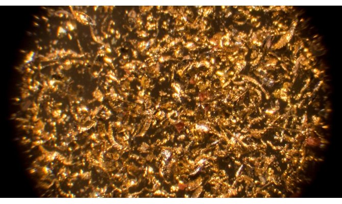 Bakteriler kimyasal atıkları altına dönüştürdü