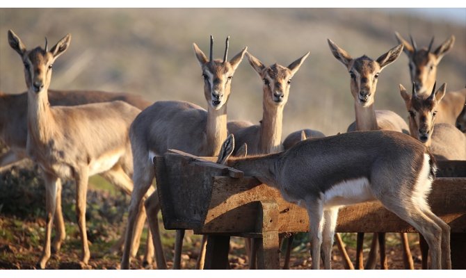 Hatay'da 'gazella gazella' popülasyonunda artış
