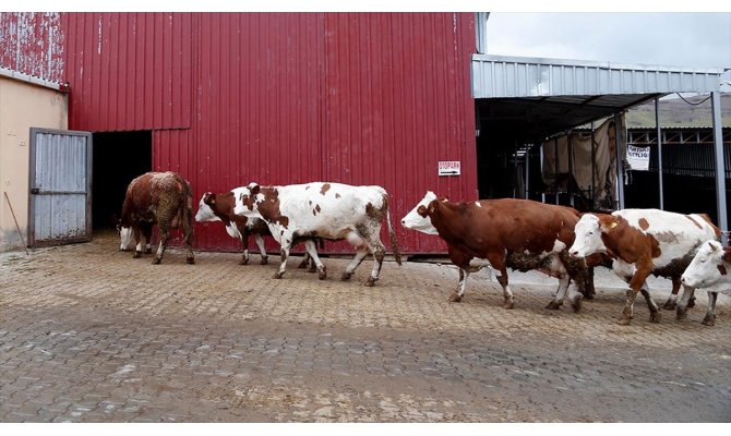 Geçen yıl en çok süt üreten il Konya oldu