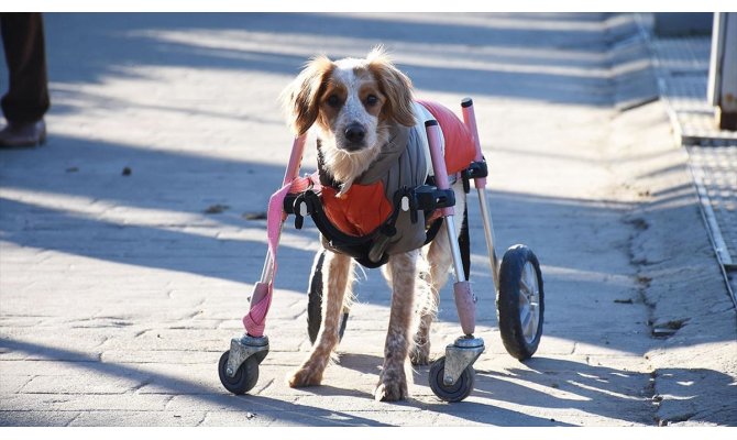 Bir ayağını kullanamayan 'Latte'yi sevginin gücü ayağa kaldırdı