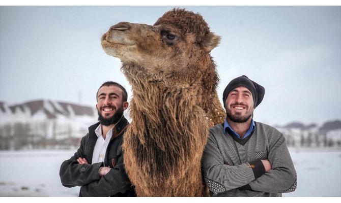 Çoban kardeşler kar üstünde şampiyon develer yetiştiriyor