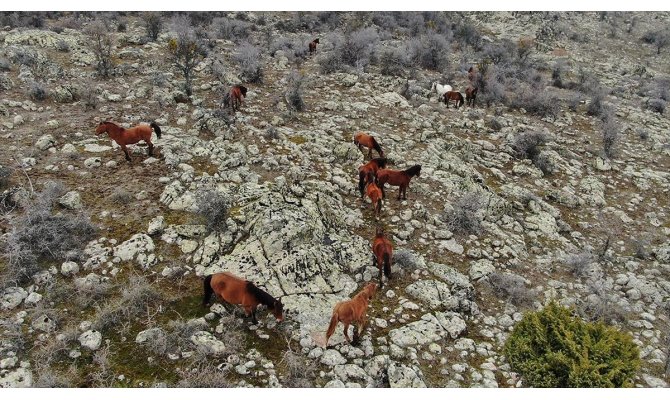 Murat Dağı'ndaki yılkı atlarının sayısı artıyor