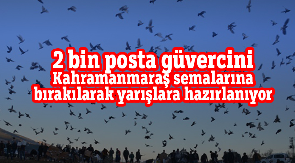 2 bin posta güvercini Kahramanmaraş semalarına bırakılarak yarışlara hazırlanıyor