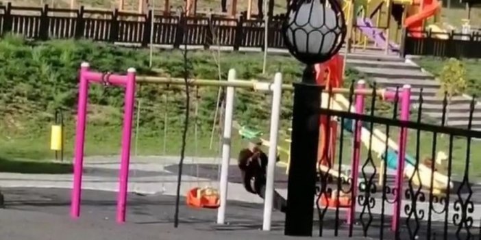 Eşek sıpasıyla salıncakta keyfi yaptı