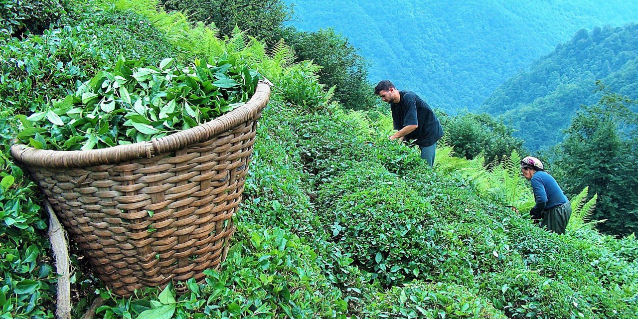 Kahramanmaraş'ta çay yetiştirilmiş