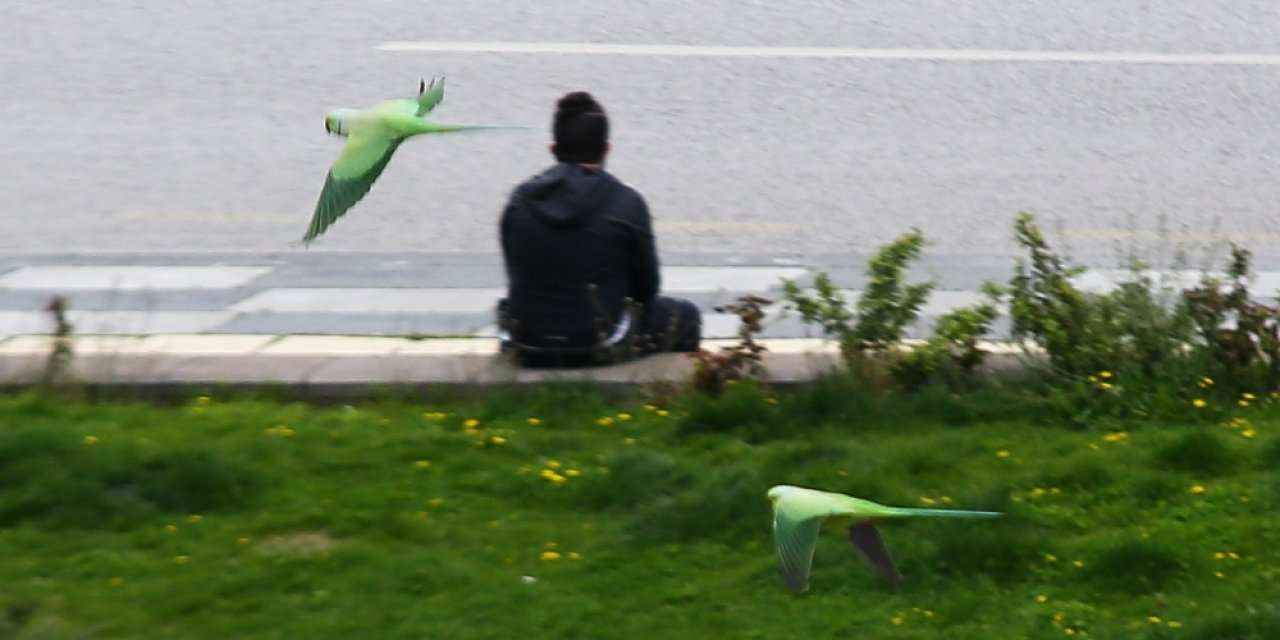 Başkent sokakları yeşil papağanlara kaldı