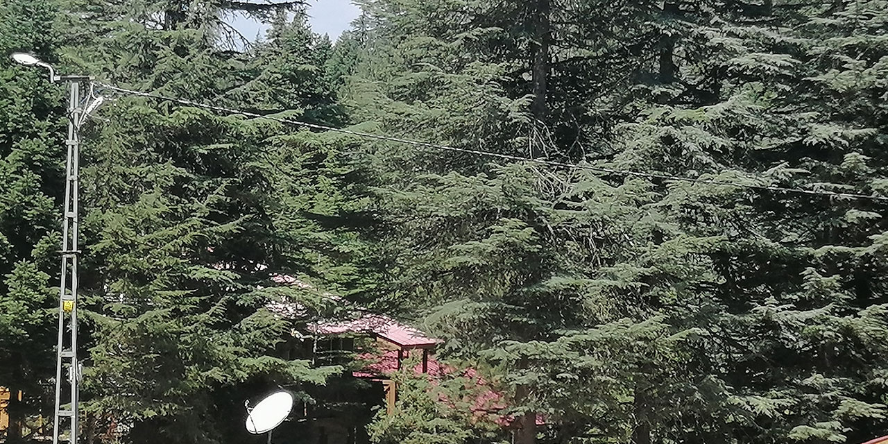 "Terminatör böcekler" ormanları korumak için iş başında