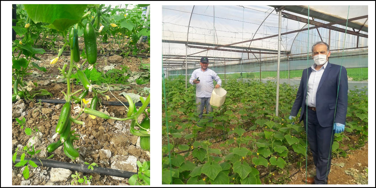 Türkoğlu'nda Sezonun İlk Ürünü Yetişti