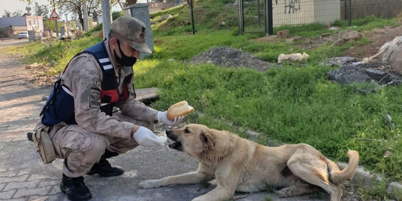 Kahramanmaraş'ta Jandarma sokak hayvanlarını unutmadı