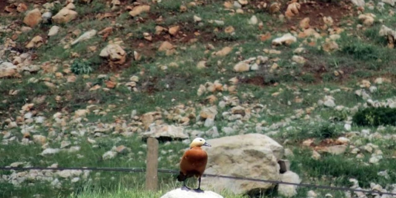 Sadakatin simgesi olan angut kuşu Göksun’da görüntülendi