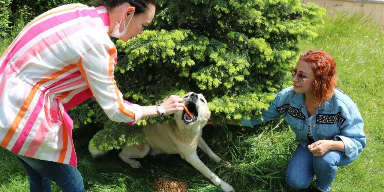 Hayvan dostları sokak hayvanlarını unutmadılar