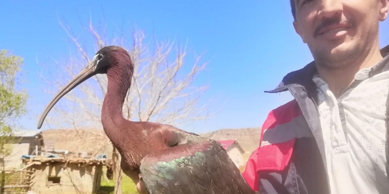 Yaralı çeltikçi kuşuna güvenlik korucusundan şefkat eli