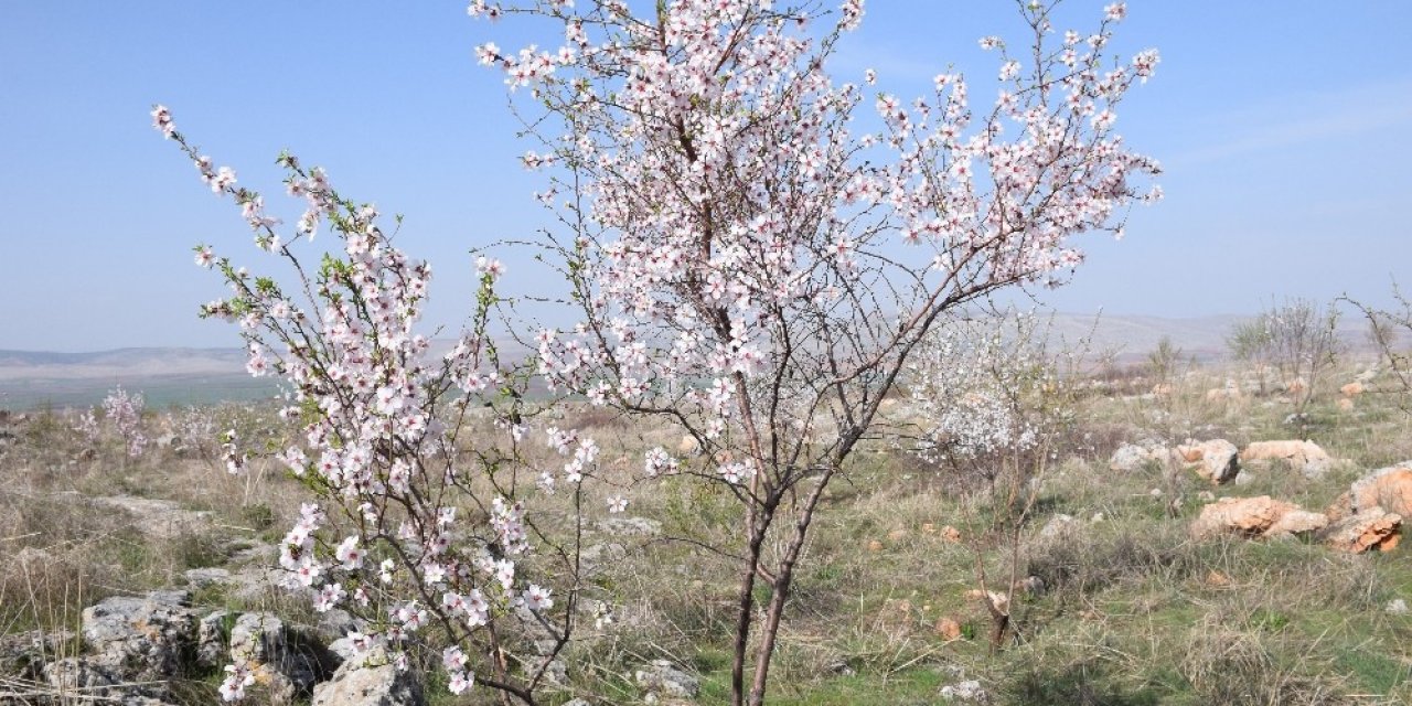 Orman sahalarından 10 ton badem hasat edildi