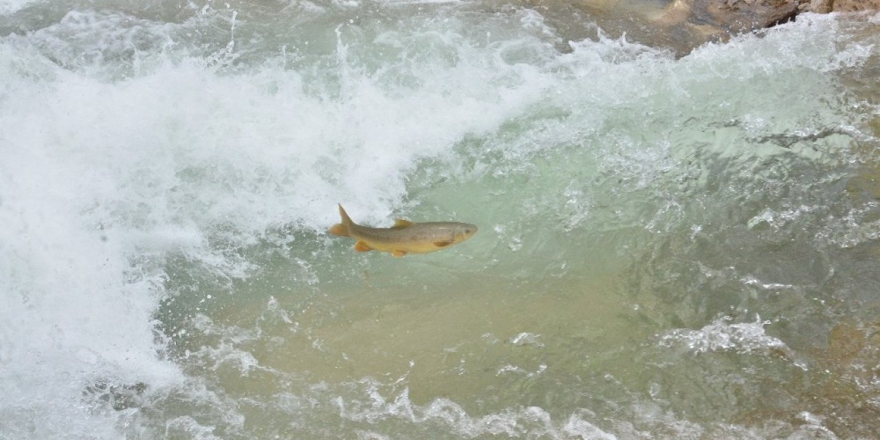 Göç yolunda akıntıya karşı yüzen balıklar, şelaleyi sıçrayarak aşıyor