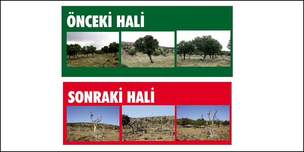 ZMO Orman’ı uyardı: “Ağaçları Katletmeyin”