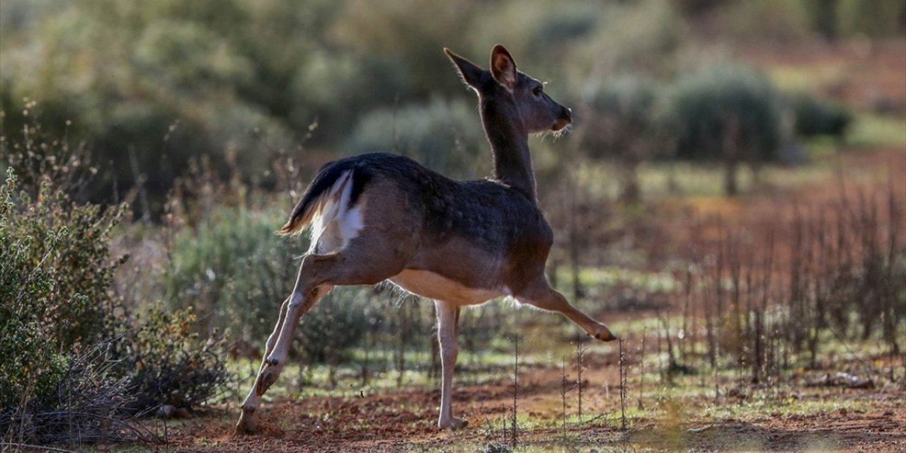 Anavatanı Türkiye olan alageyiklerin yaşam alanı artıyor