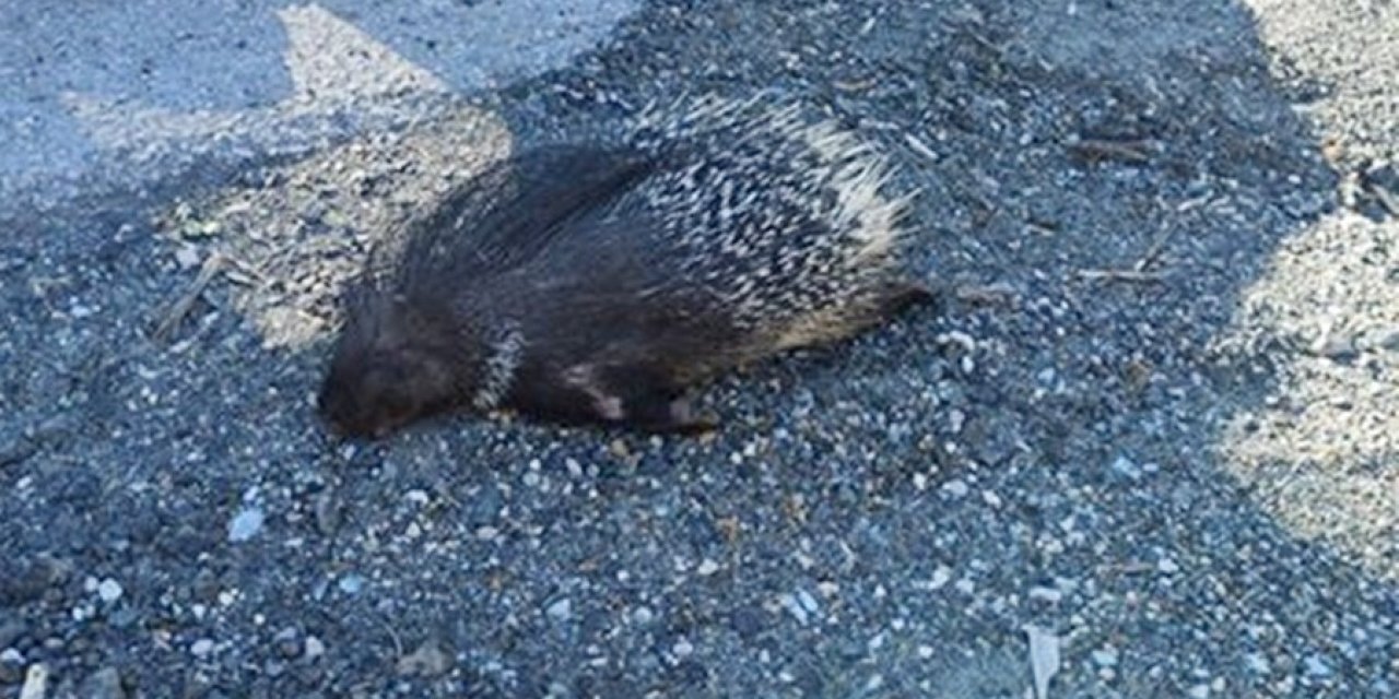 Aracın çarptığı kırmızı listedeki oklu kirpi telef oldu