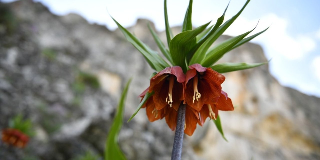 Elbistan’ın ‘ağlayan gelinleri’