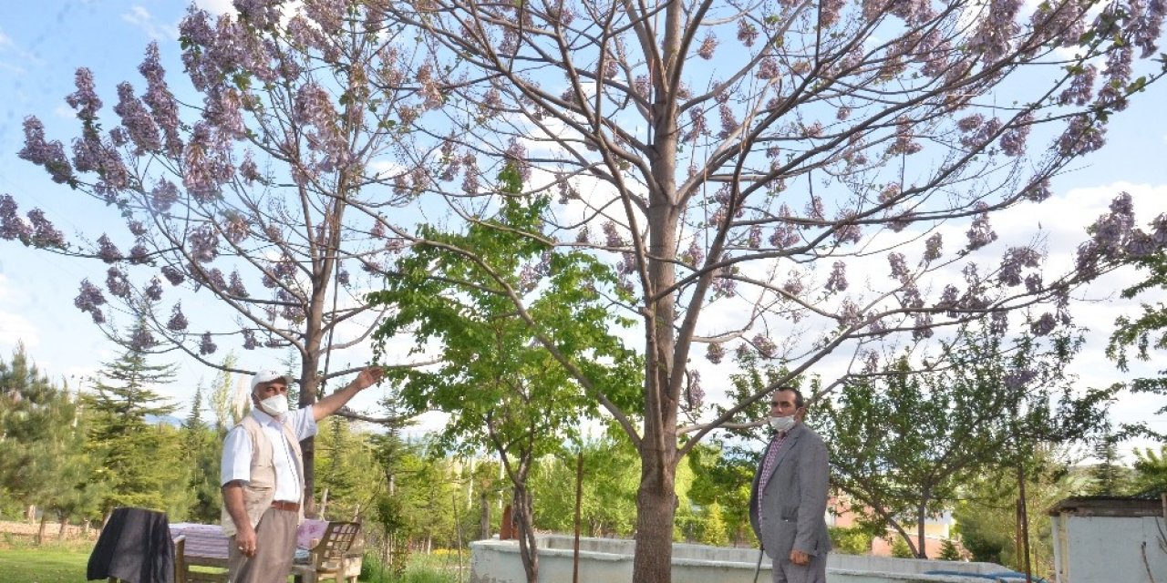 Elbistan'da Dünyanın en hızlı büyüyen ağacını büyüttü