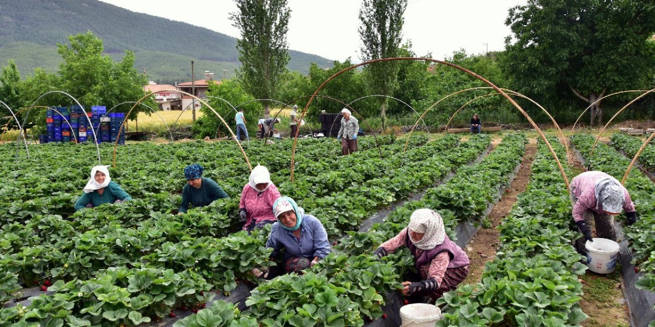 Kahramanmaraş'ta devlet destekli üretilen çilekte hasat başladı