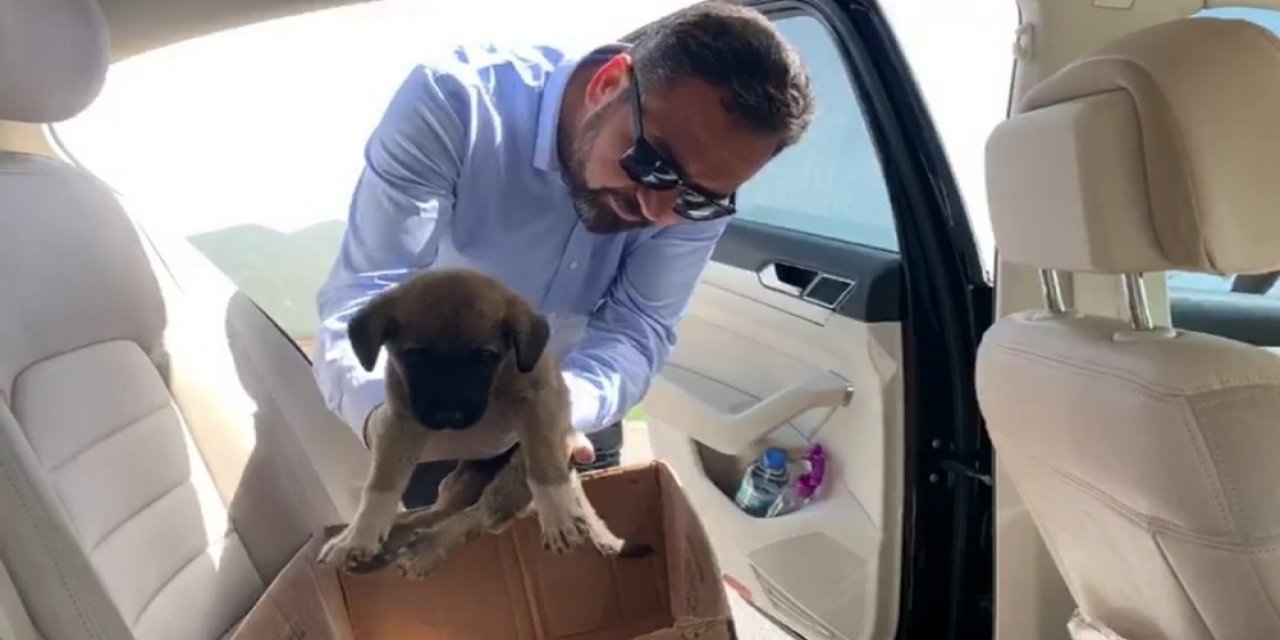 Yavru köpeğin tedavisi için makam aracı ile 250 km yol gitti
