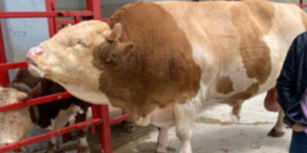 'Zeus' 919,6 kiloyla rekor kırdı