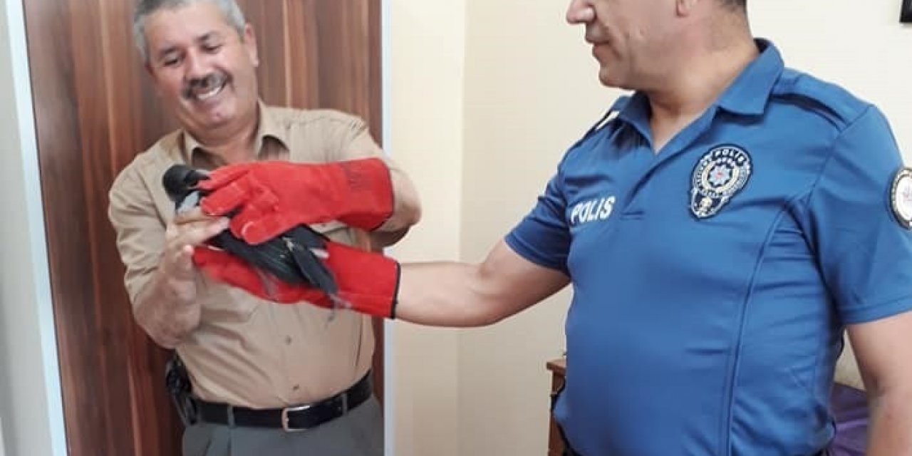 Polis, yaralı şahini görevlilere teslim etti