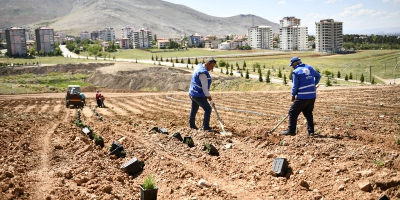 Elbistan'da lavanta fideleri toprakla buluştu