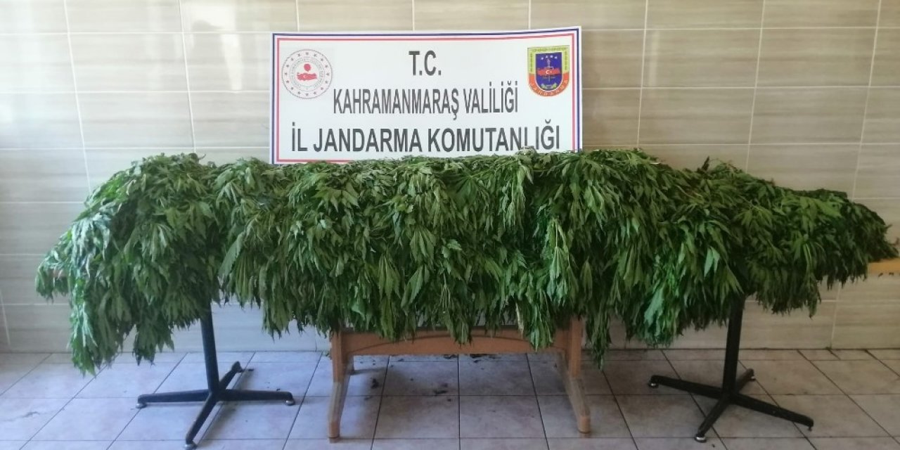 Ekinözü'nde hint keneviri yakalandı