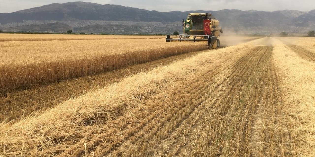 Kahramanmaraş’ta buğday üretiminde ilk 5'de yer alıyor