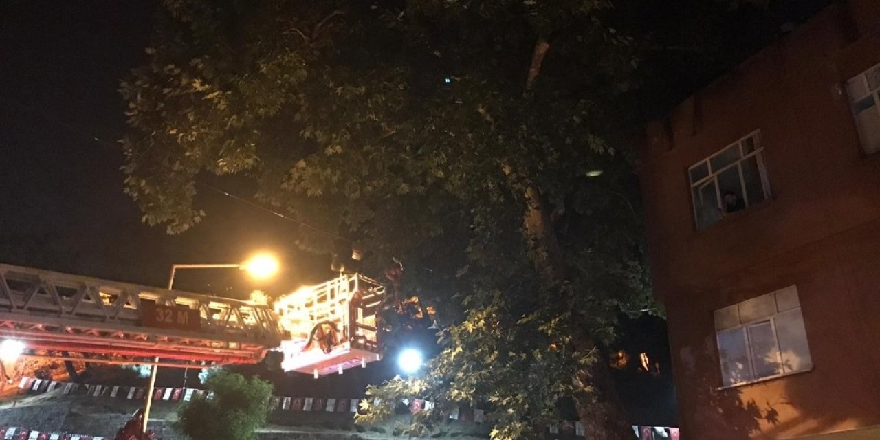 Ağaçta mahsur kalan kediyi itfaiye kurtardı