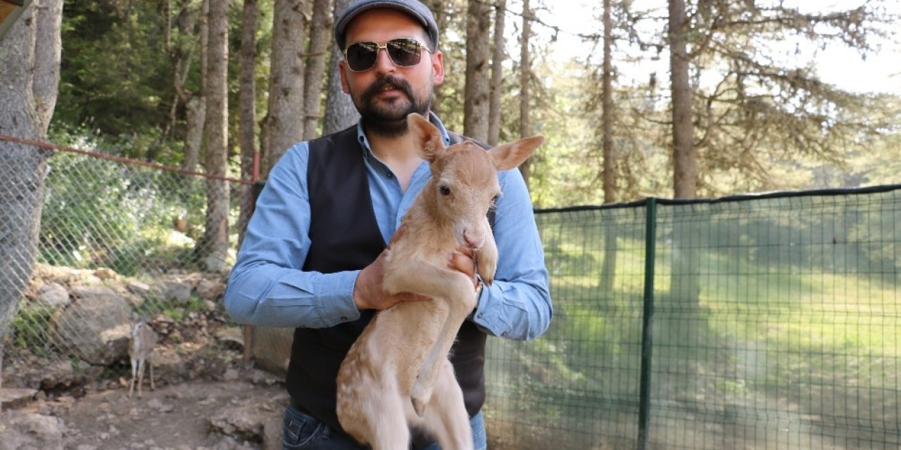 Yavru alageyik yaylanın maskotu oldu