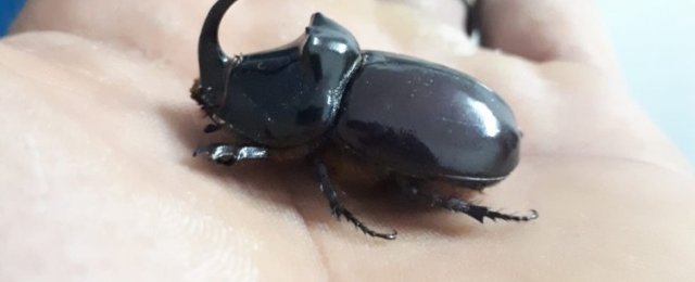 Kahramanmaraş'ta dünyanın en güçlü böceği görüldü