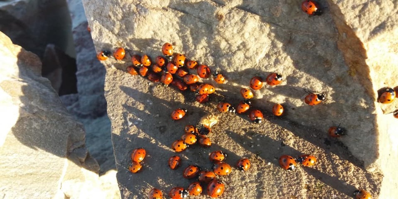 Uğur böceklerinden görsel şölen