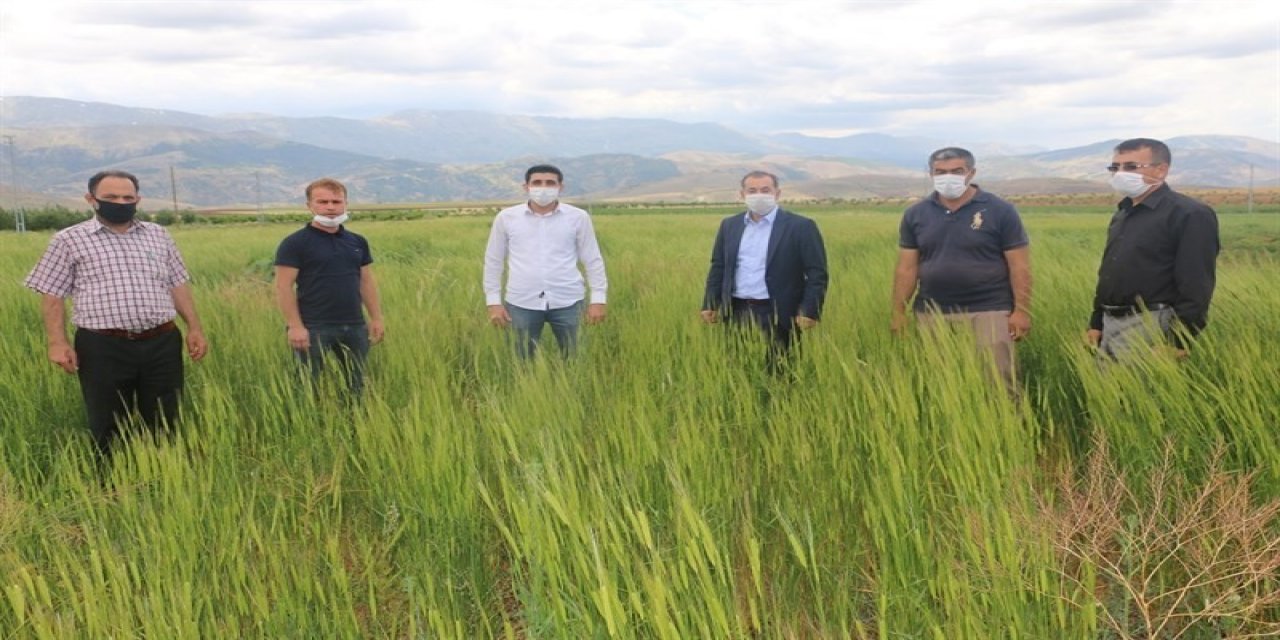 On bin yıllık siyez buğdayı, Ekinözü’nde ilk kez ekildi