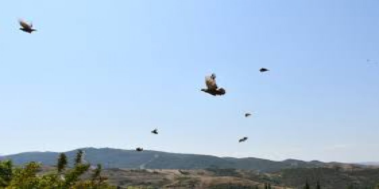 Kahramanmaraş'ta üretilen 12 bin keklik 12 ilde doğaya salındı