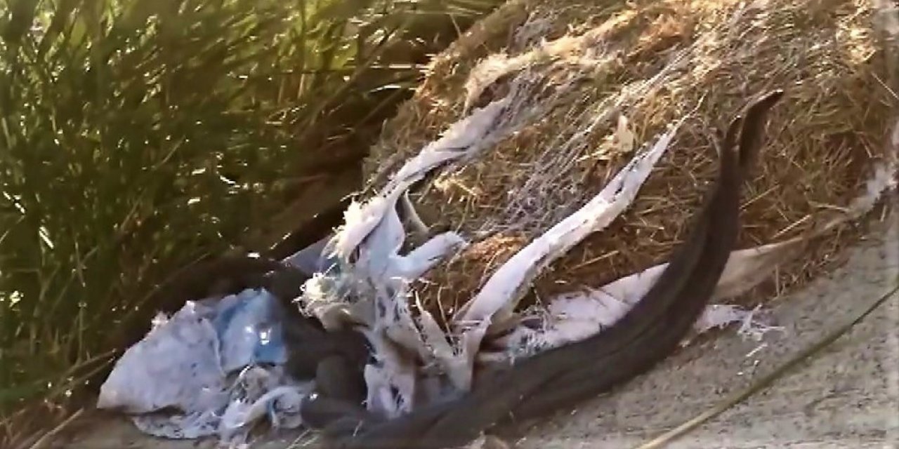 Yılanların dansı böyle görüntülendi