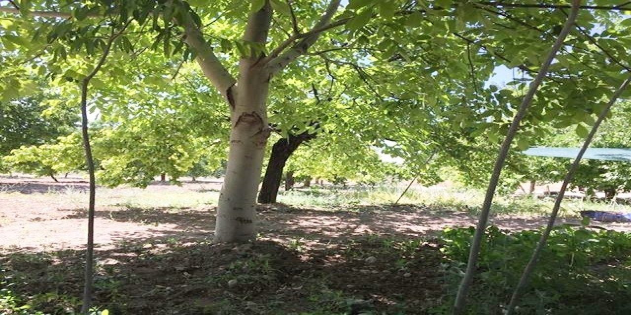 Ceviz ağacındaki "baykuş" figürü görenleri şaşırttı