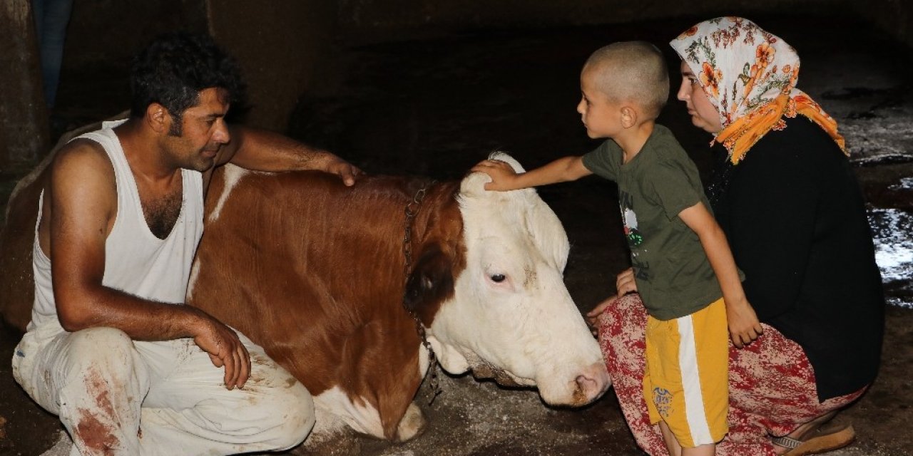 Elektrik akımına kapılan 5 büyükbaş hayvan telef oldu