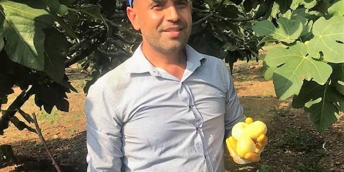 Kahramanmaraş Abbas İnciri’nde hasat başladı