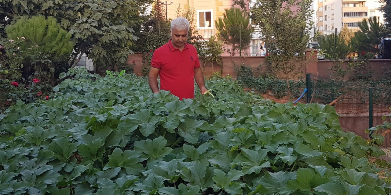 İnsan isterse başarır Kahramanmaraş'ta beton yığınları arasında organik sebze bahçesi