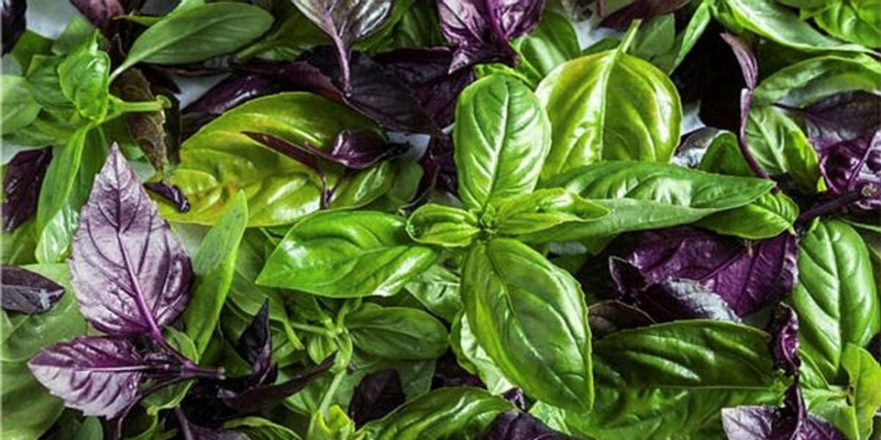 Keçören Belediyesi Sineklerden kurtulmak için fesleğen diktiler