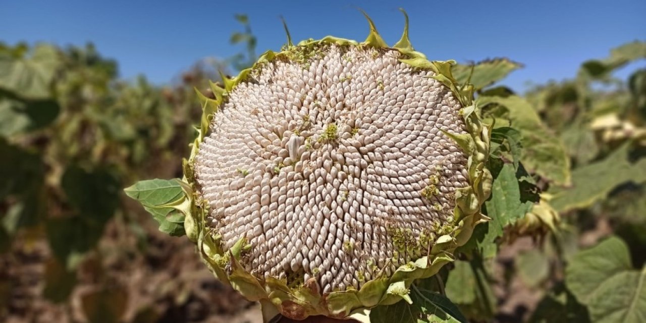 Elbistan’da çerezlik ay çekirdeği hasadı başladı