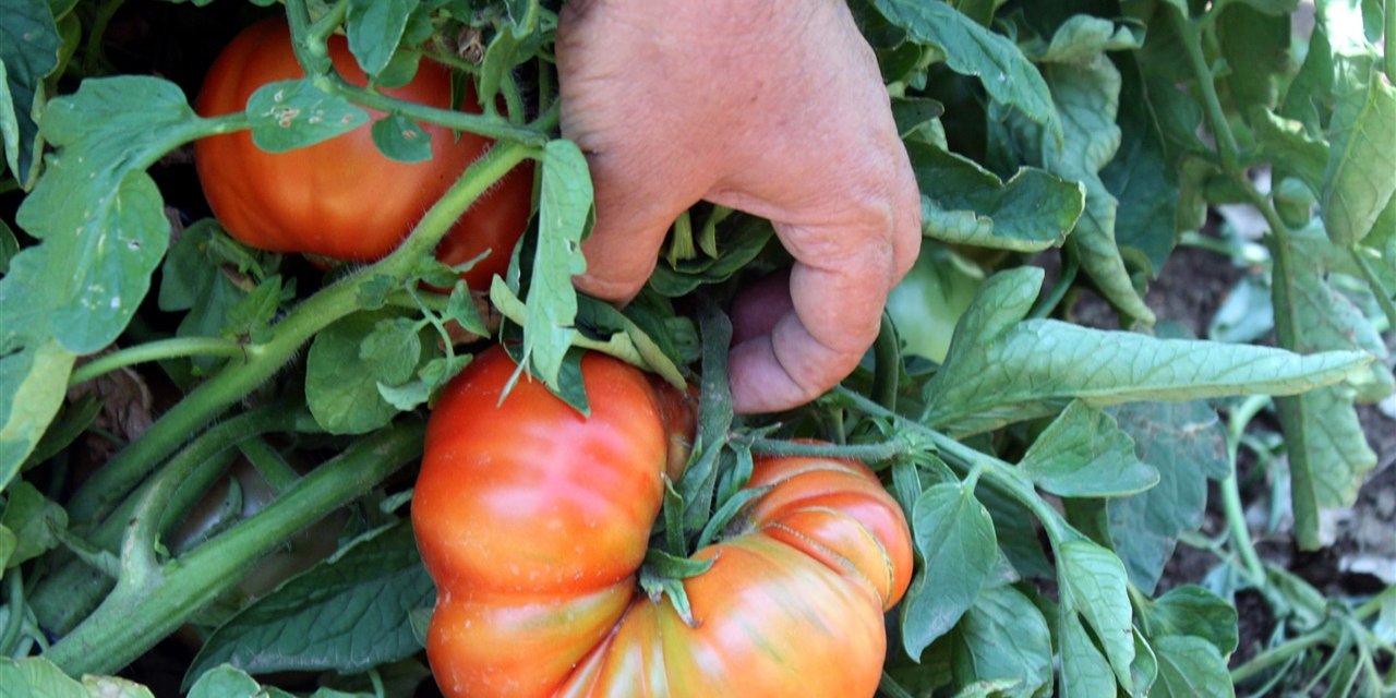 Dede yadigarı tohumlardan yetişen "Bulanık domatesi" üreticisini sevindiriyor