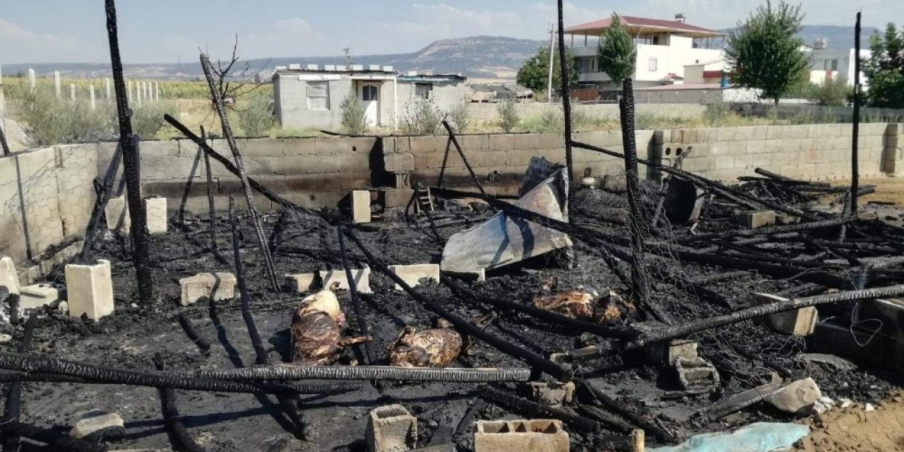 Pazarcık'ta 5 küçükbaş hayvan yanarak telef oldu