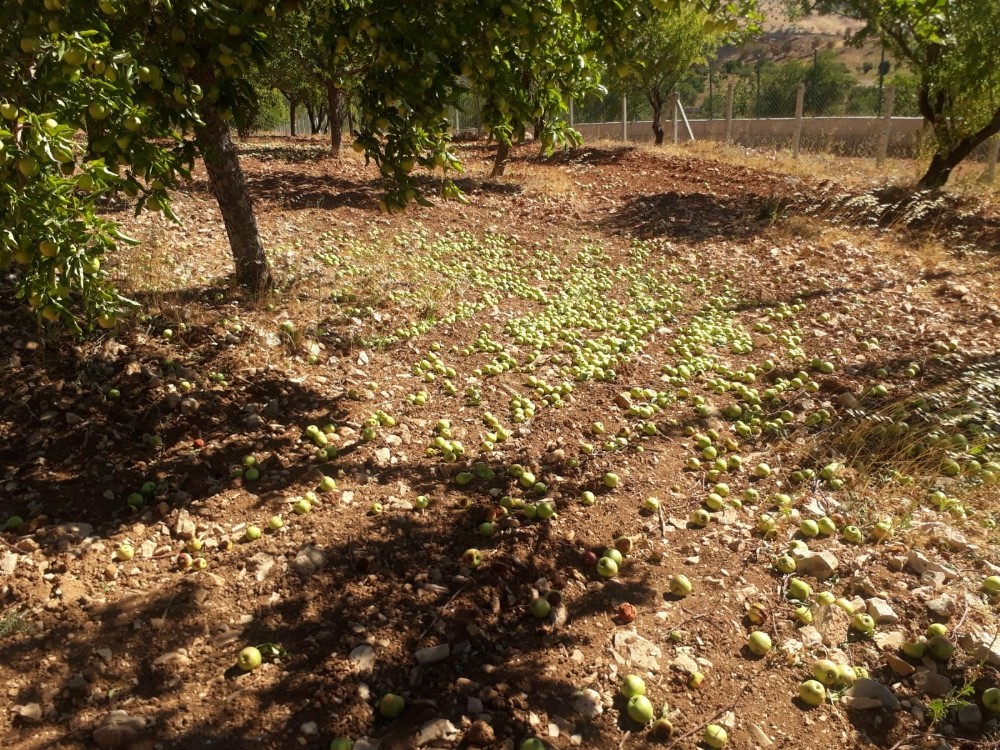 Kahramanmaraş'ta etkili olan fırtına meyve ağaçlarına zarar verdi