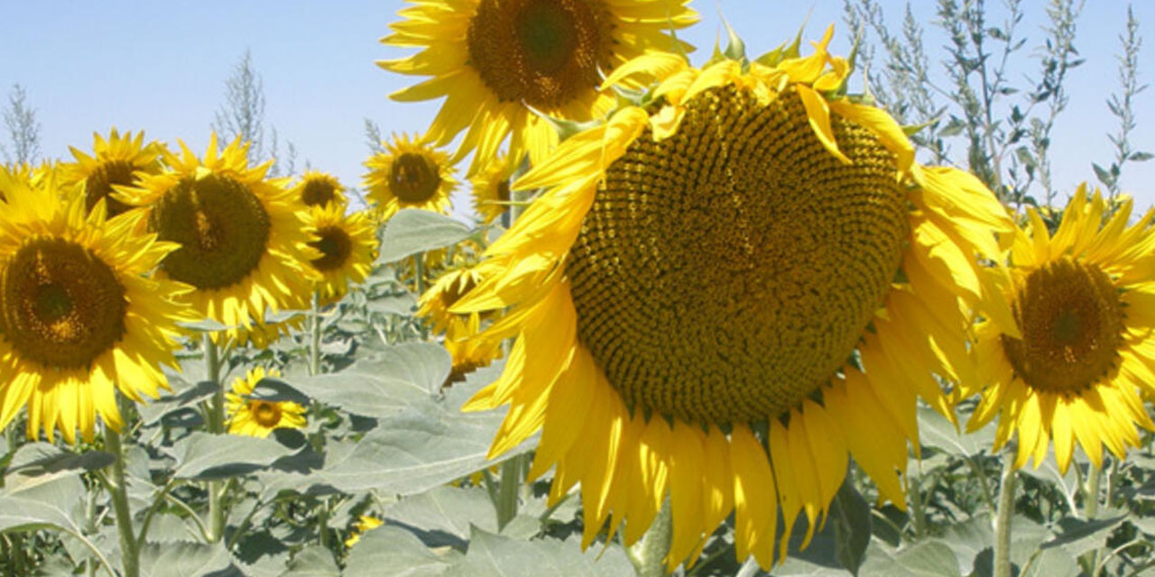 Elbistan’da ayçiçeği hasadı başladı
