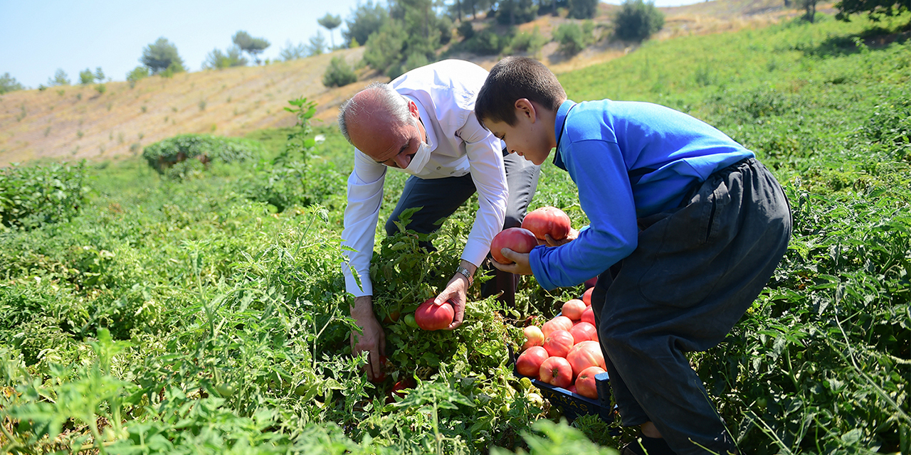 Vitamin deposu Bulanık domatesinin hasadı başladı